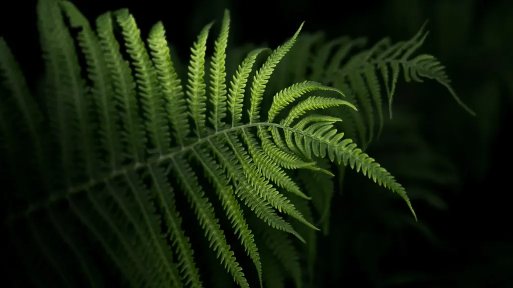 Plants for Shadier Places