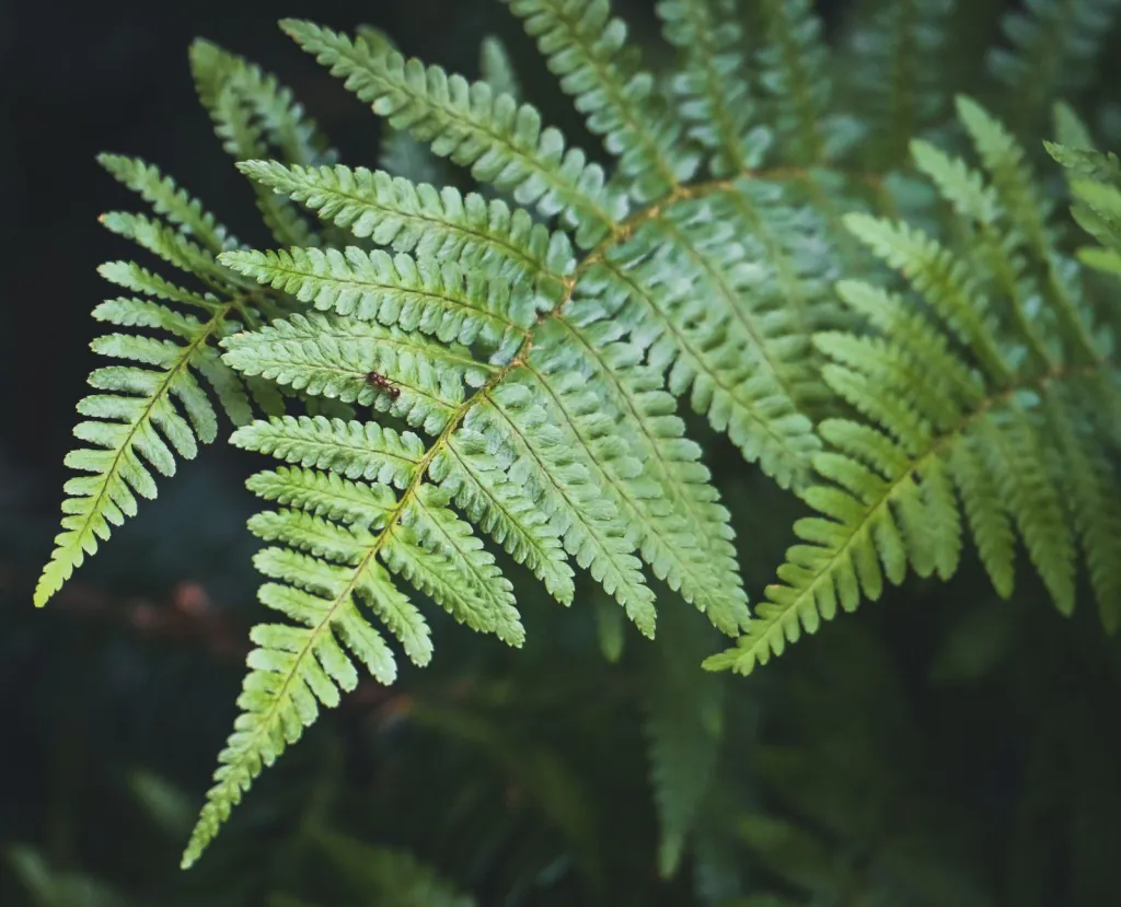 Find the Right Plants for Shady Spaces