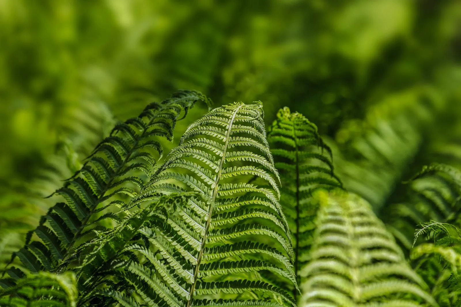 Detailed close-up of lush green fern leaves, showcasing nature's vibrant beauty and intricate patterns.