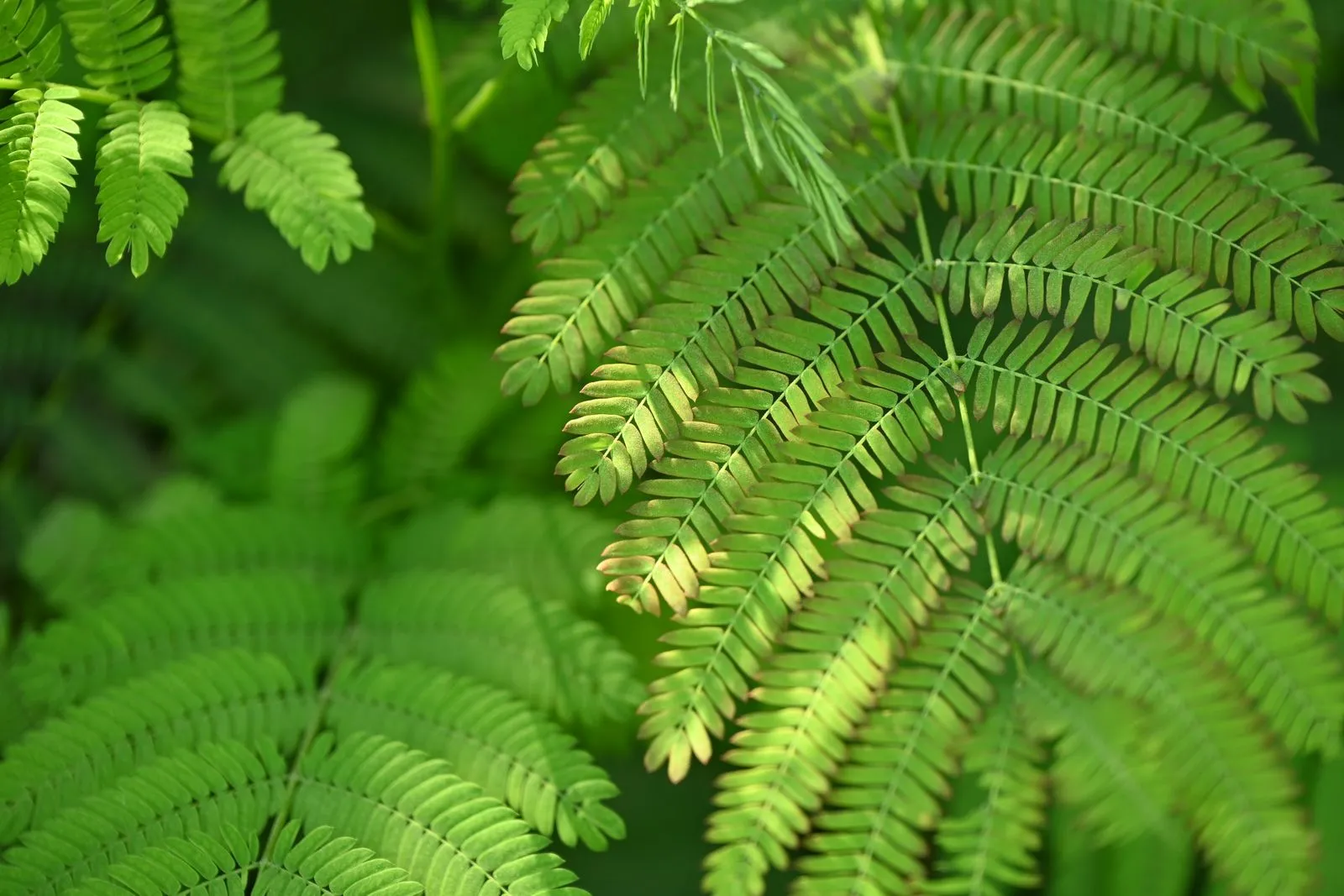 Close-up view of bright green tropical fern fronds in natural sunlight.