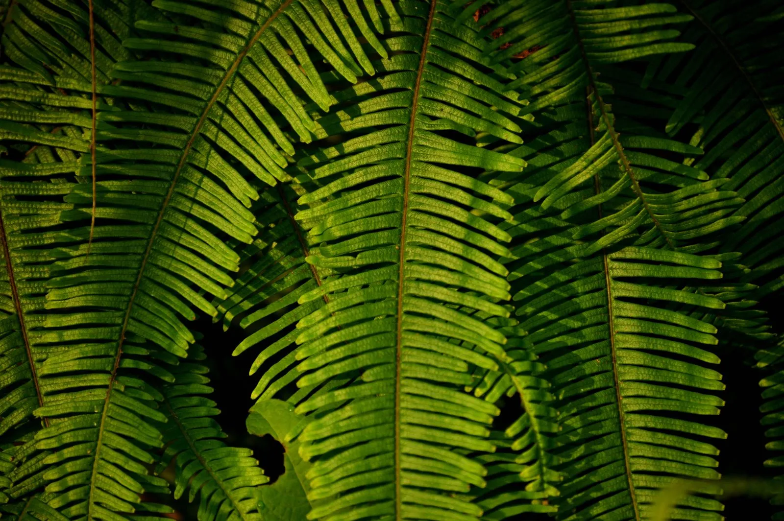 Close-up of vibrant green fern leaves showcasing natural patterns and textures in daylight.